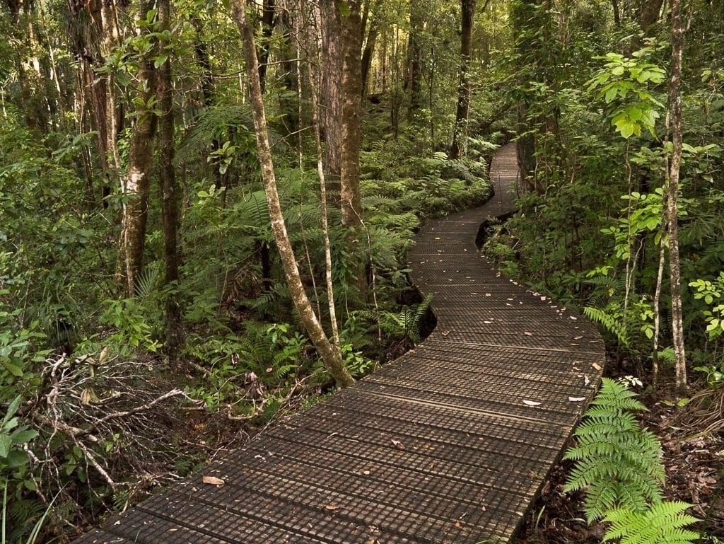 a path winding through trees in the Waipoua Forest in Northland, New Zealand.