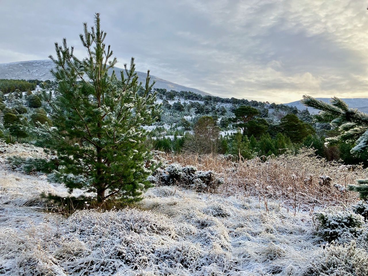 data retrieval from Glen Feshie