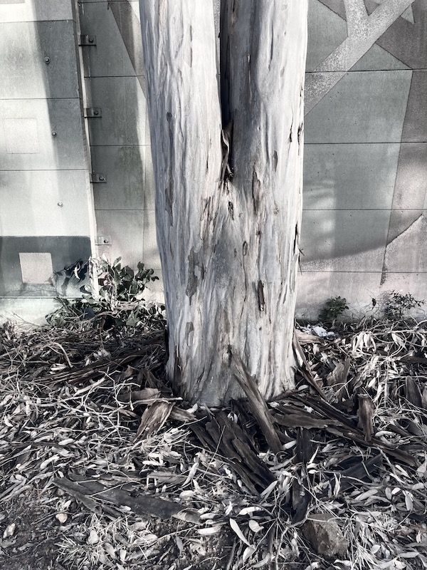 gum tree