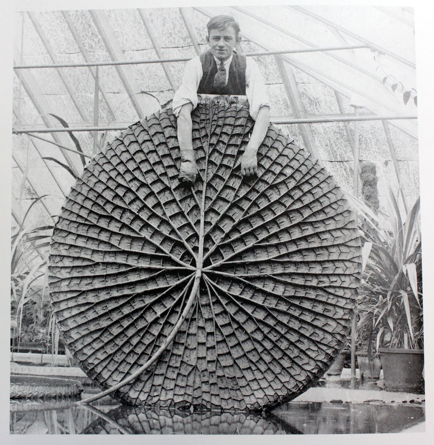 Joseph Paxton photographed with a fine specimen of the Victoria amazonica leaf inside a greenhouse at Chatsworth House