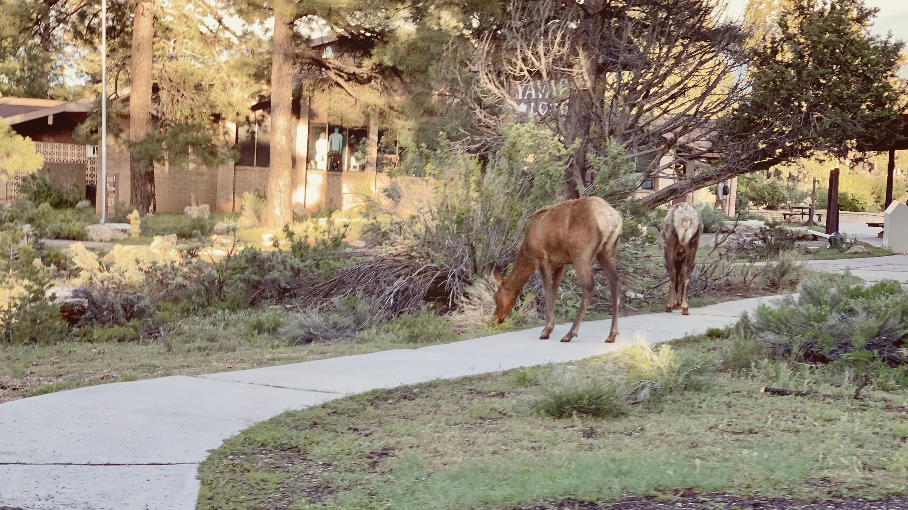 Random Elk grazing near a Grand Canyon Visitor’s Center