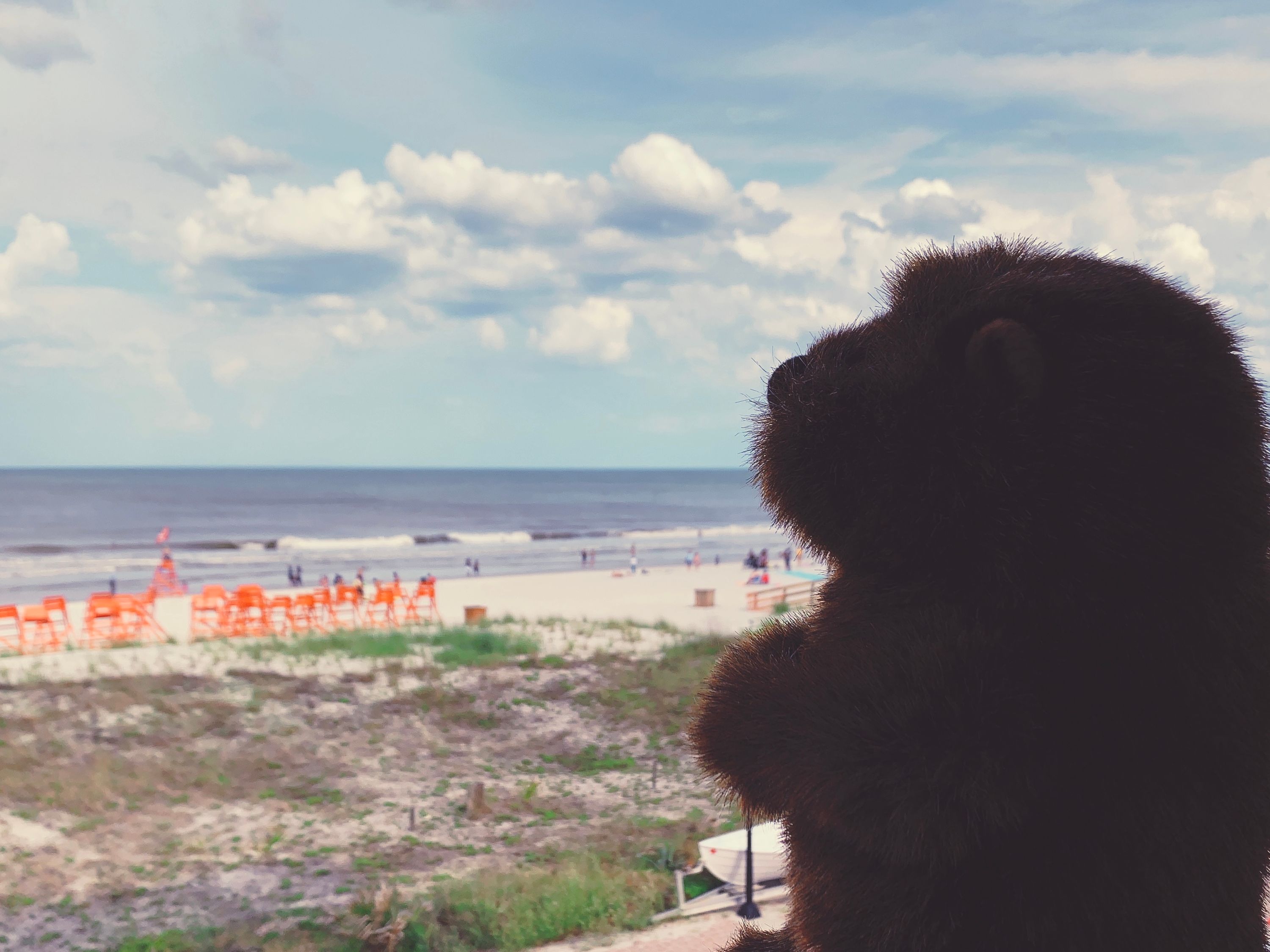 The Groundhog watches the beach from a balcony.