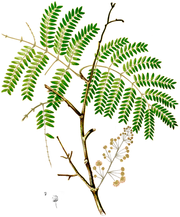 Acacia concinna