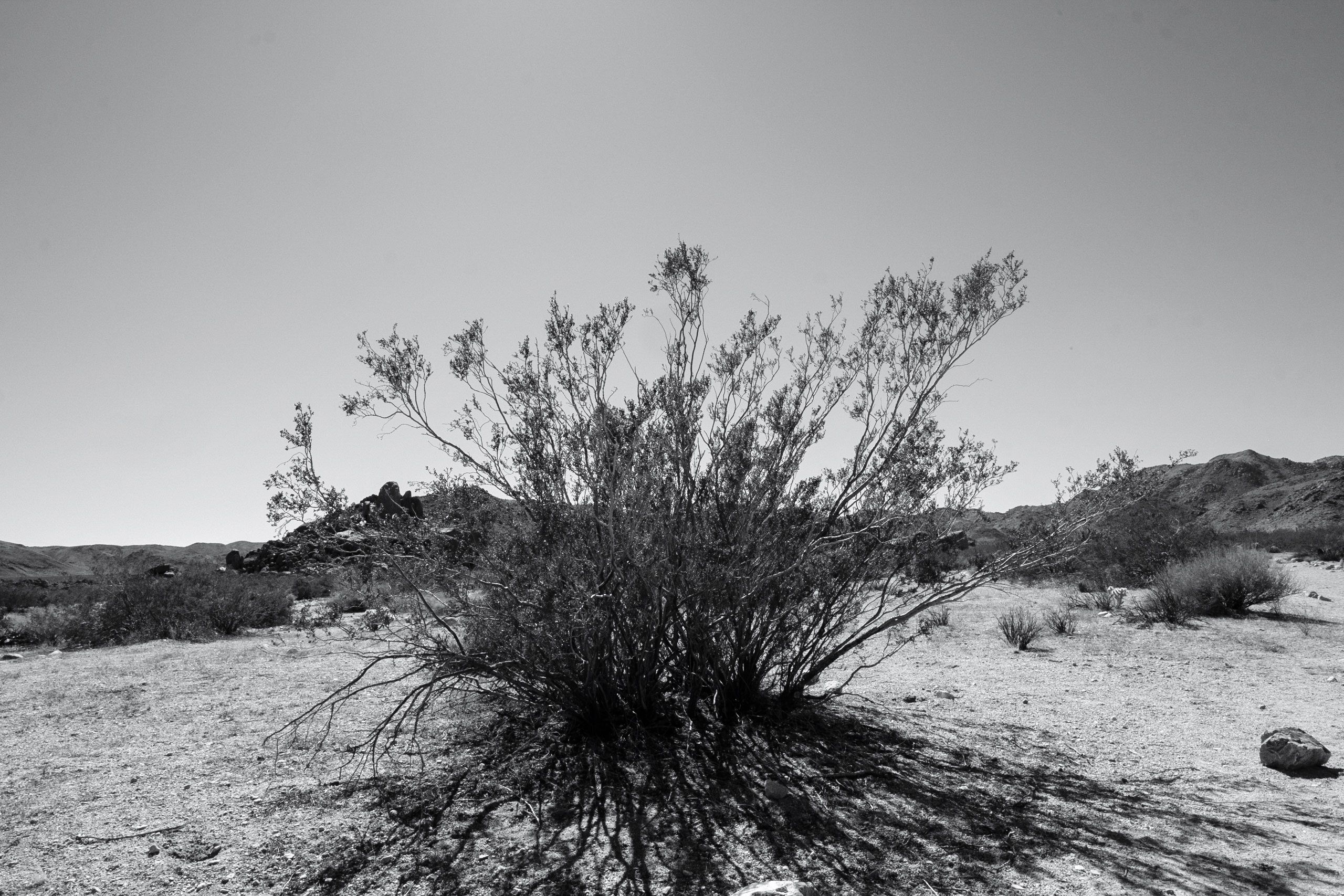 Desert brush, Joshua Tree National Park, 2018