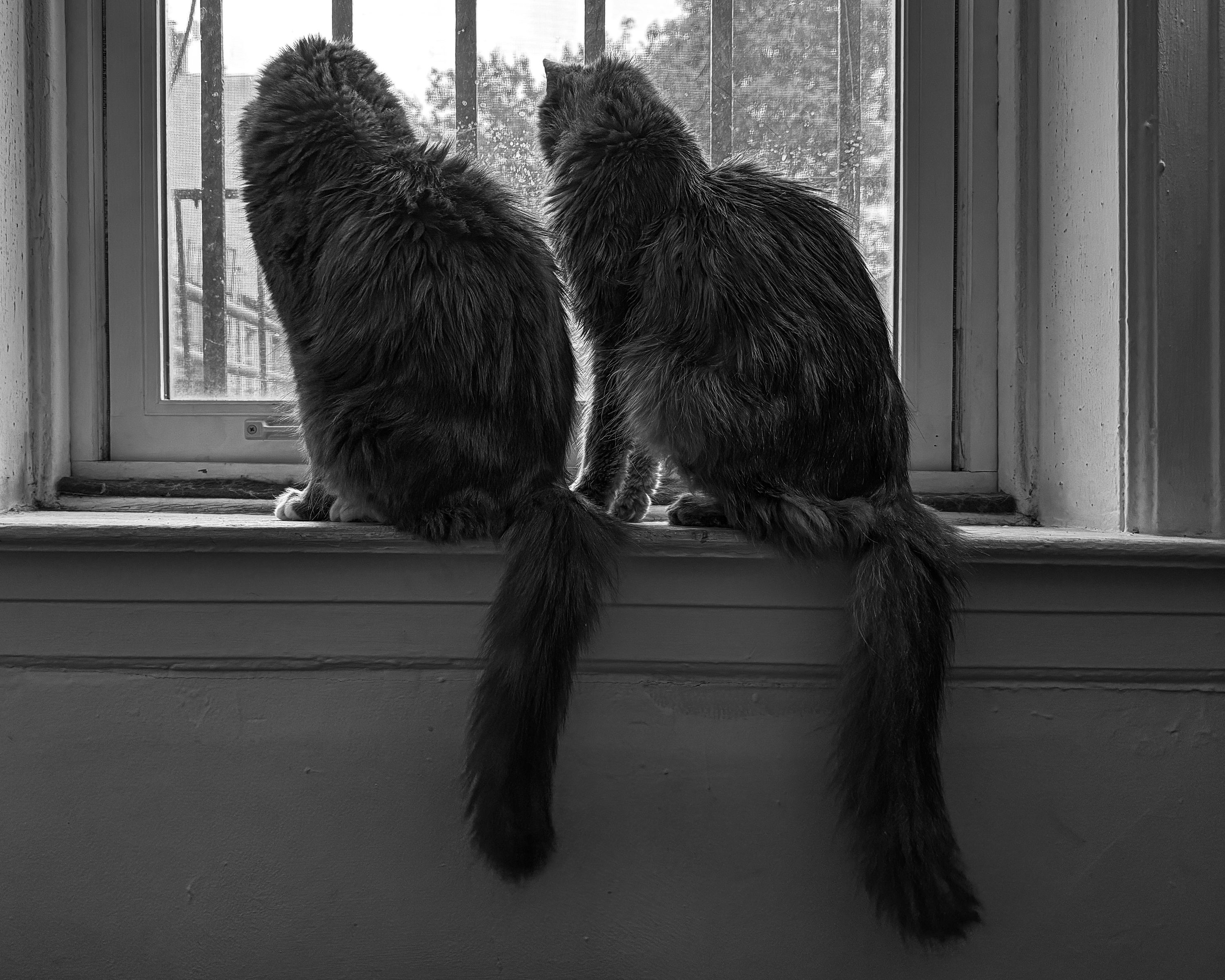 Lieu and Theo looking out the window