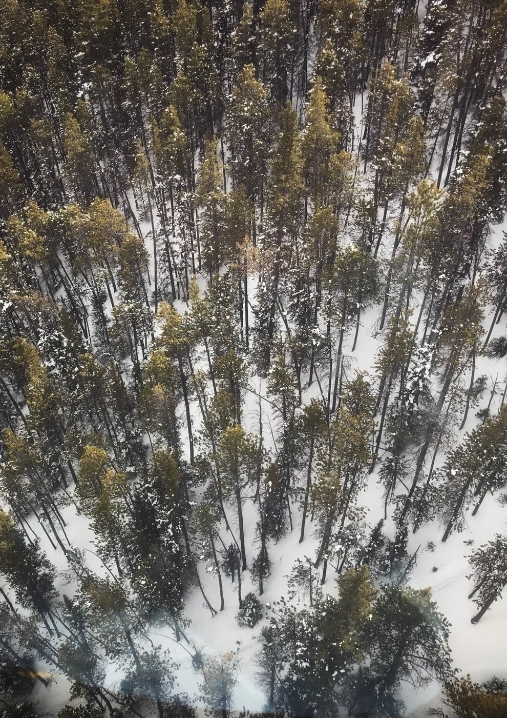 Looking down at the trees from the Sulphur Mountain gondola