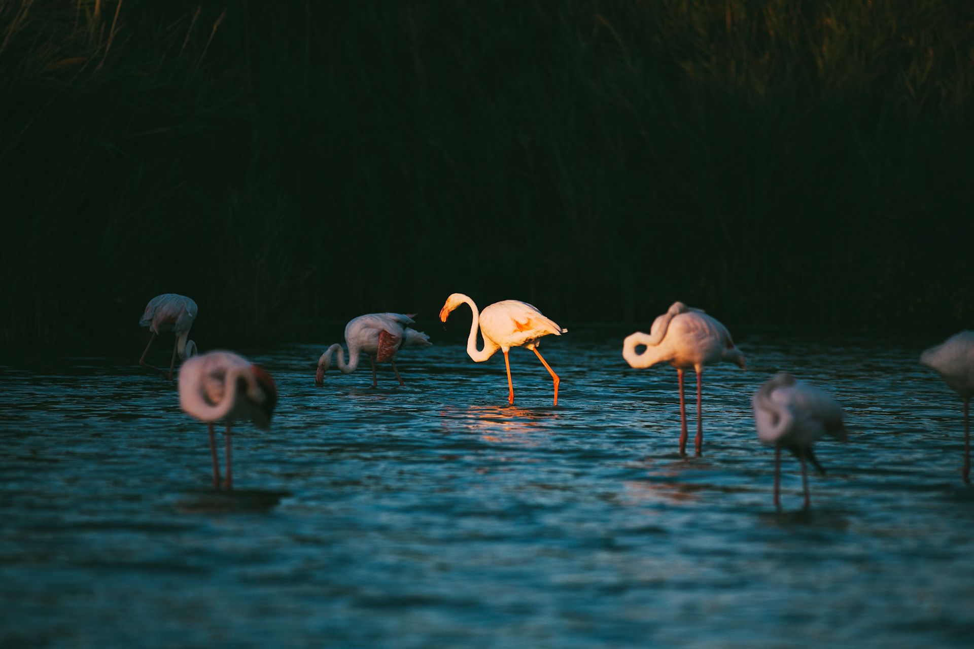 Flamand Rose