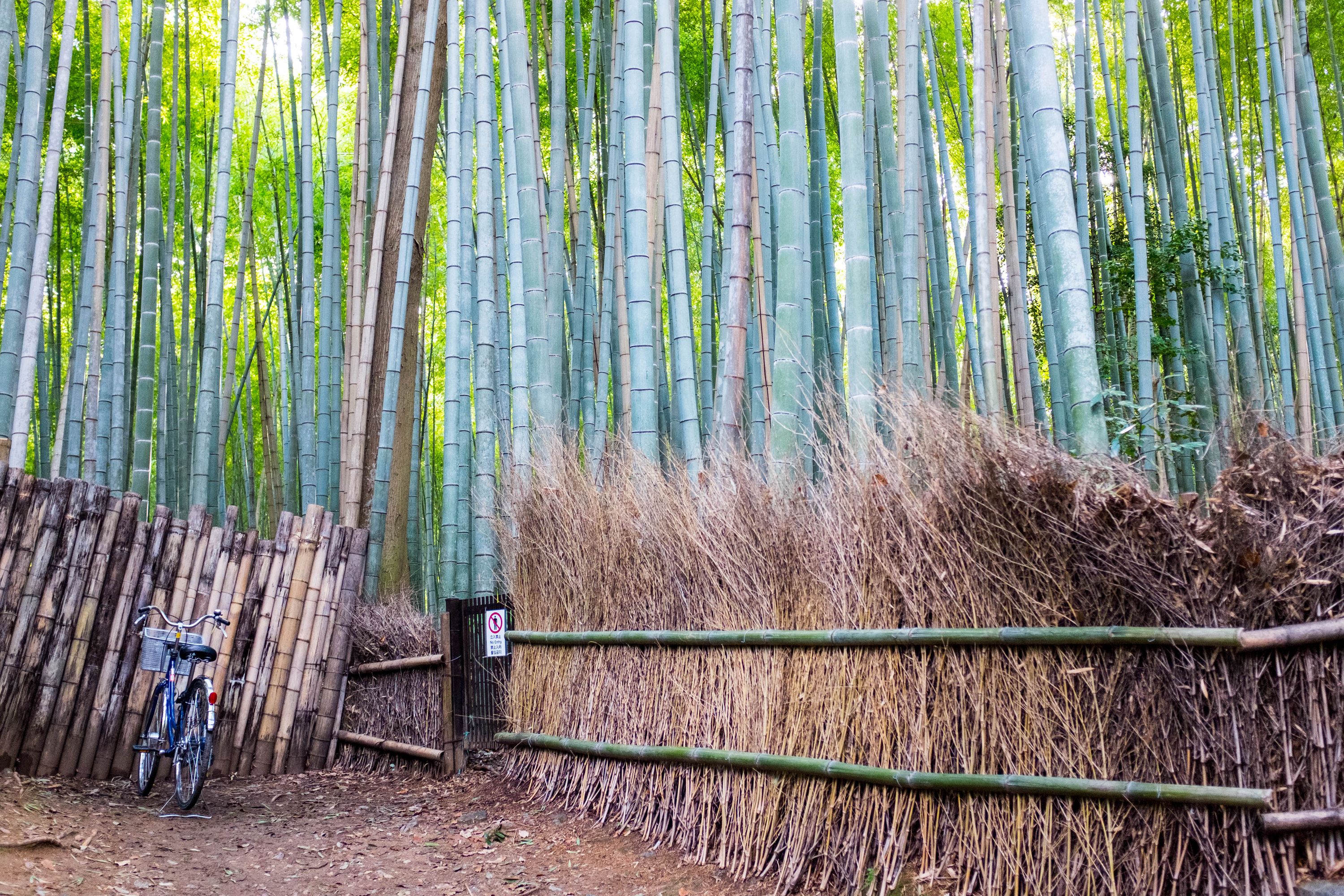 Bamboo Forest (Japan 2017)