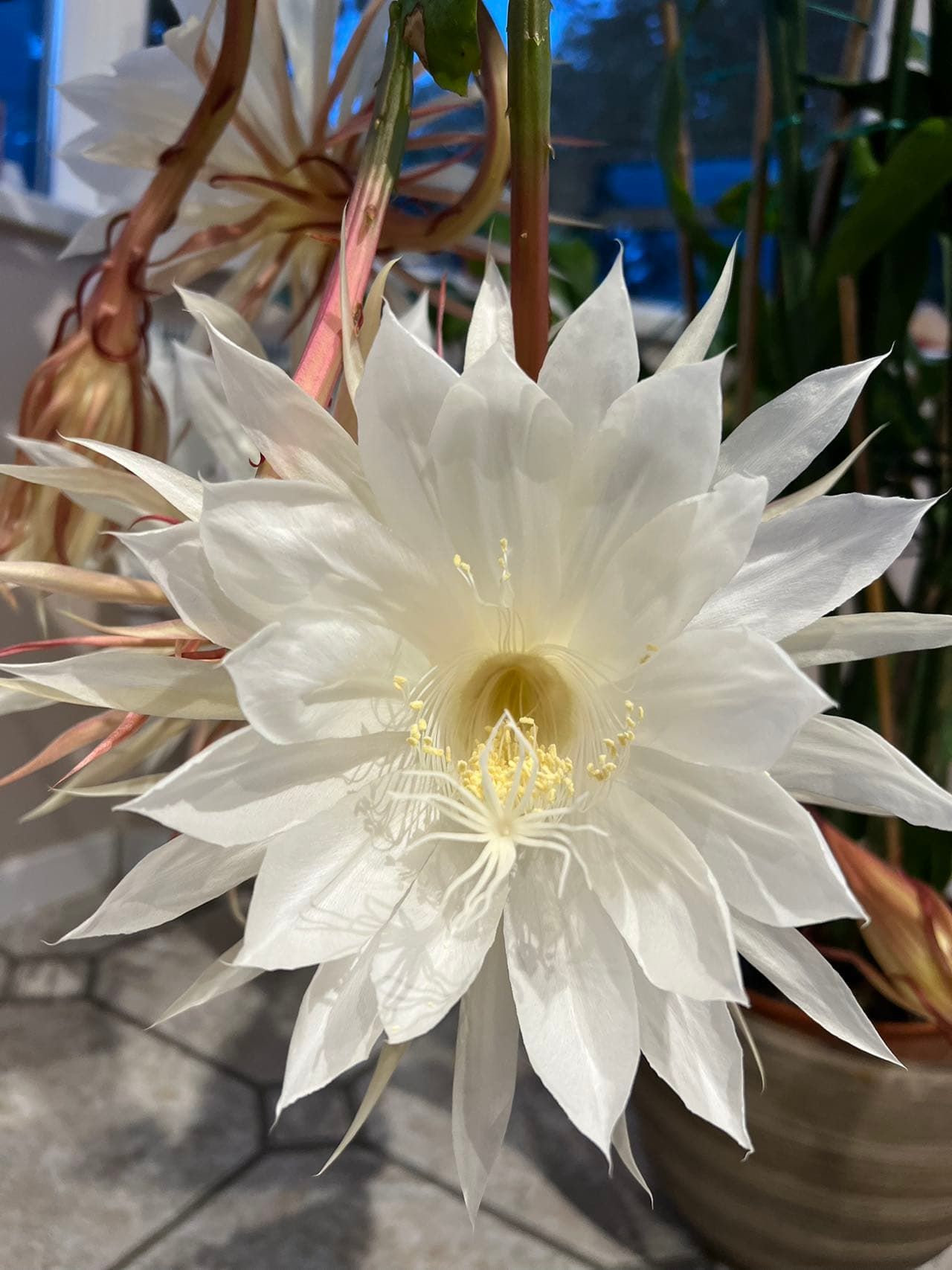 Epiphyllum in bloom