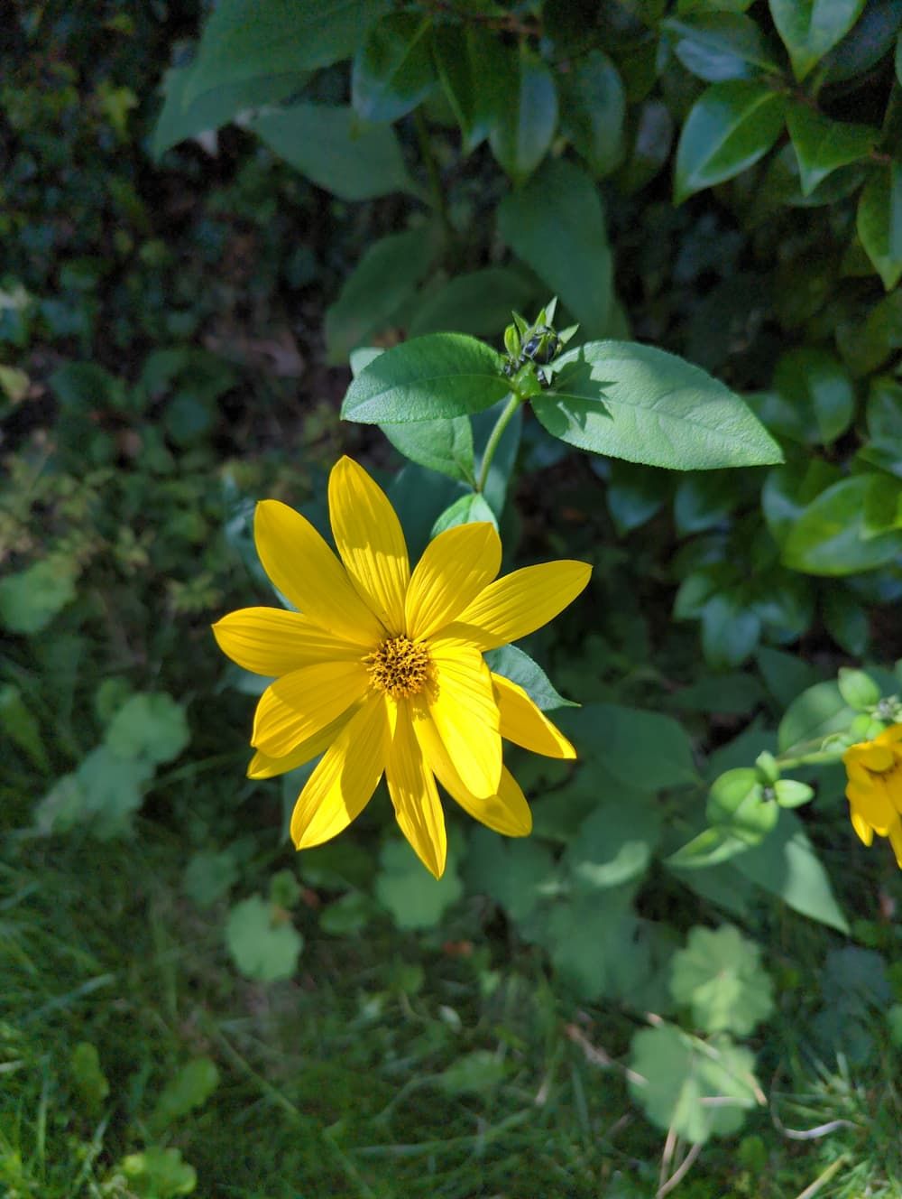 Jerusalem Artichoke flower in the sunshine