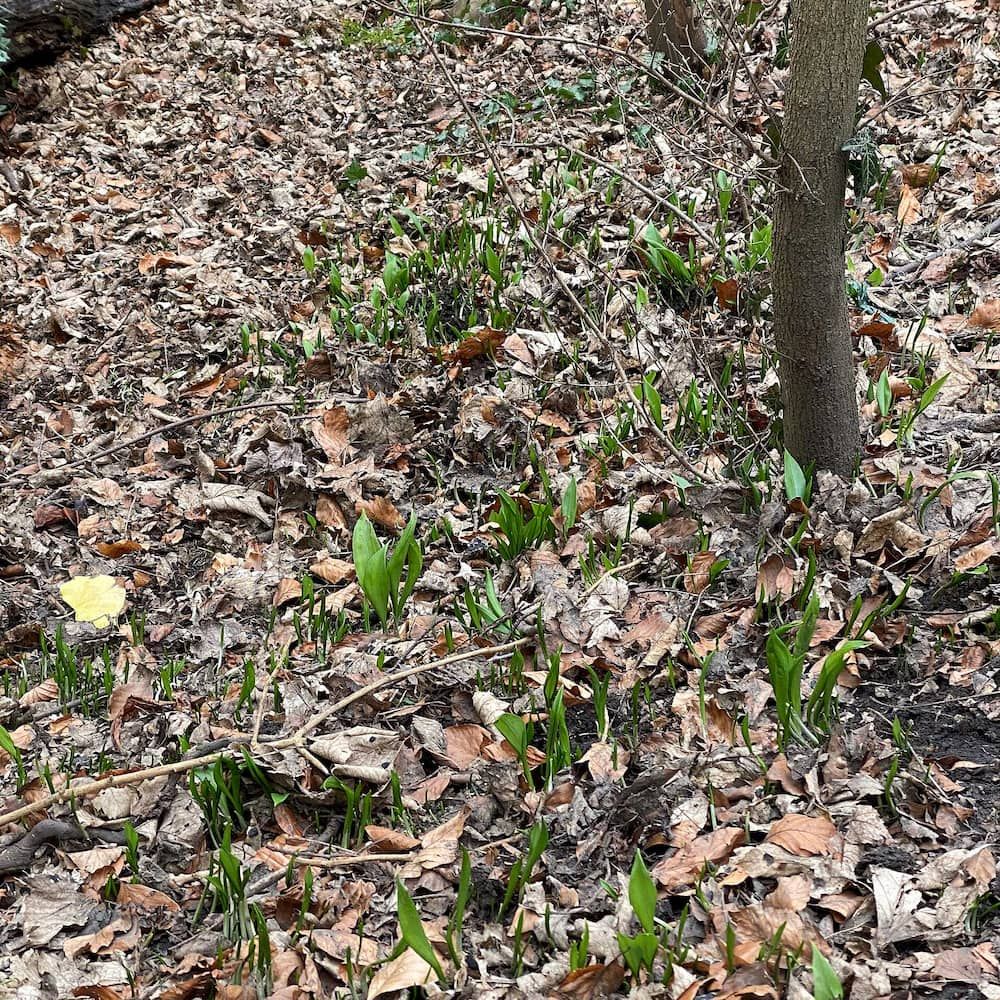 Ransom growing in leaf litter