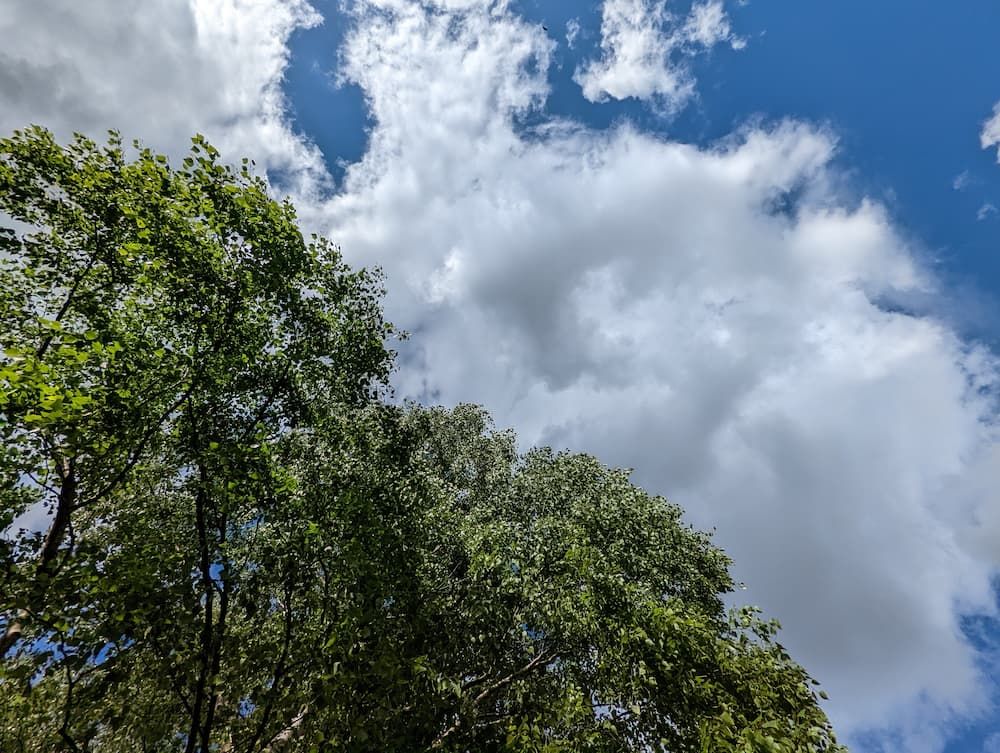 A tree and a cloud against blue sky when viewed from the ground