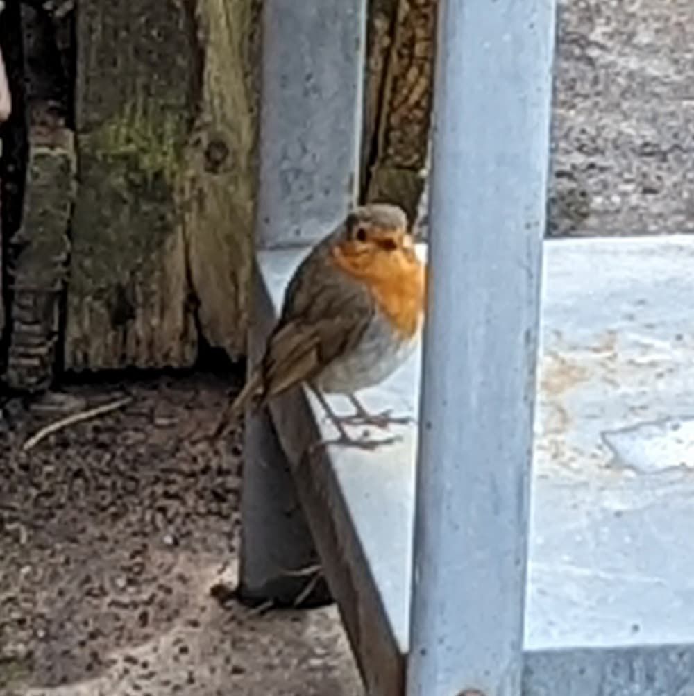 My little devotional robin, looking over with adoring eyes