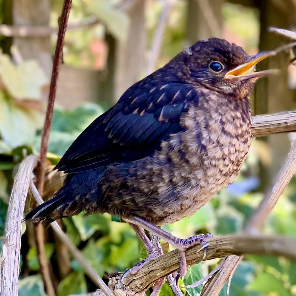 Baby Balckbird Looking Plump