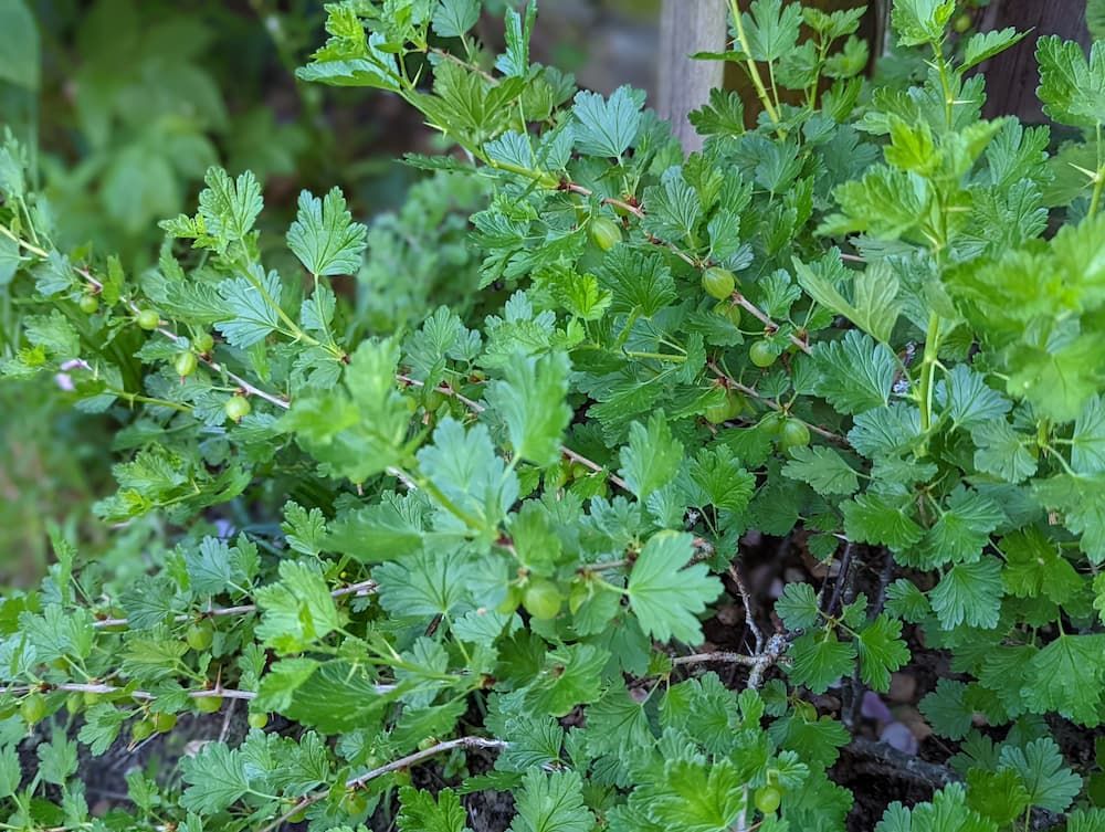 A laden gooseberry bush