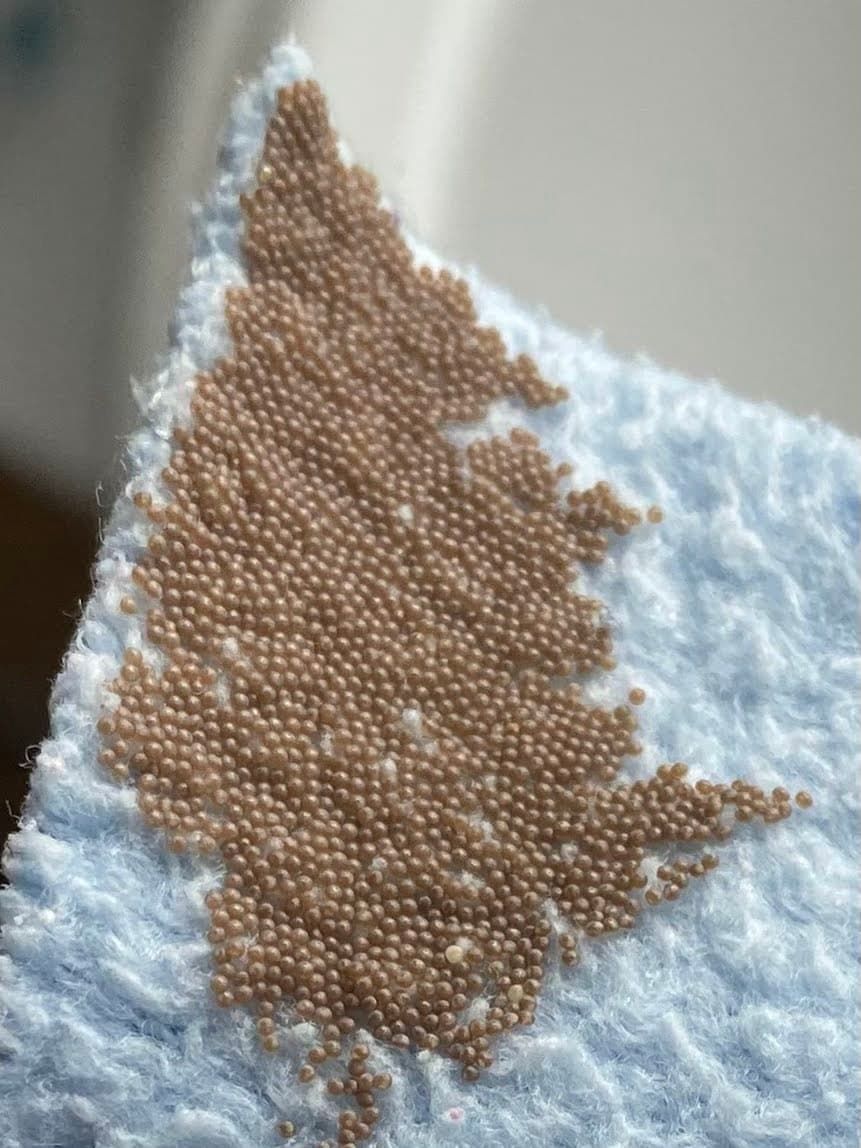 Moth eggs on the nappies