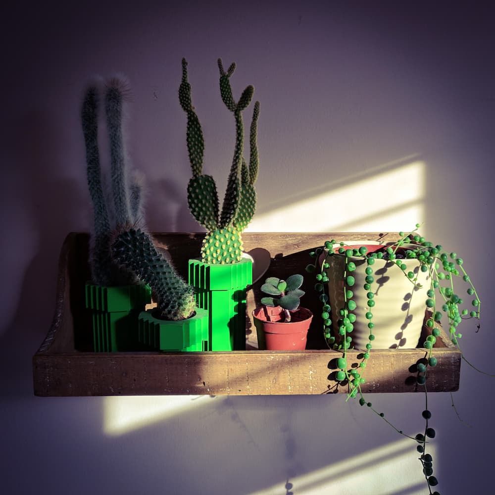 Shelf of succulents