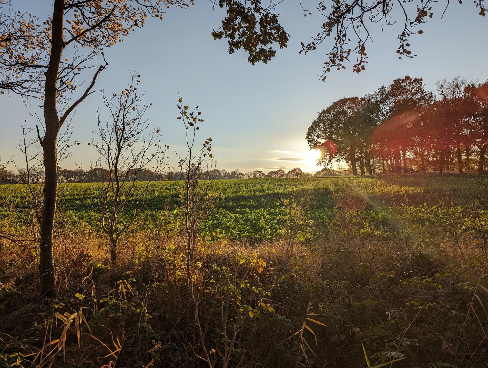 Sun setting behing an oak at the edge of a field