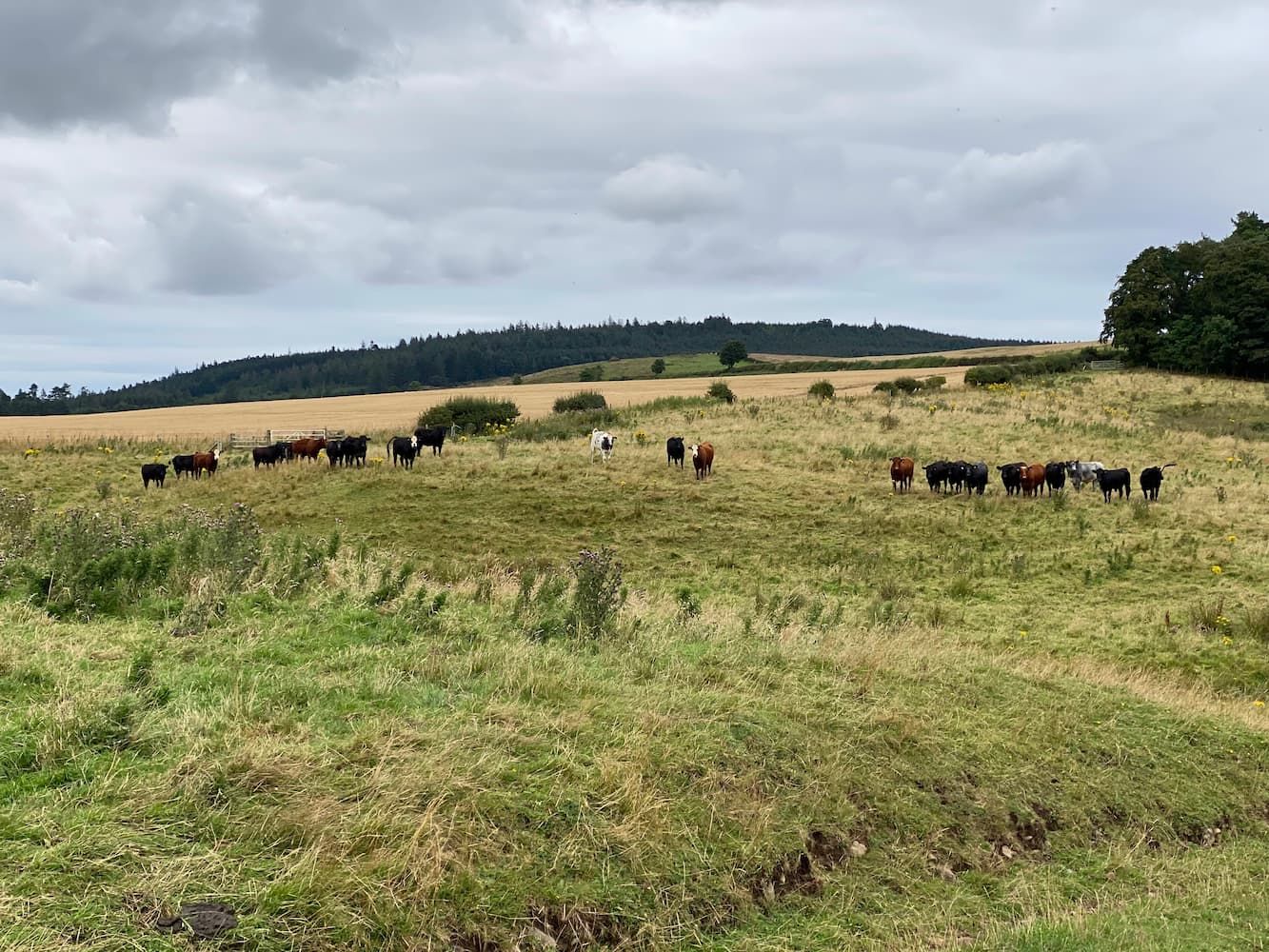 A herd of nervous cows staring stright at the camera