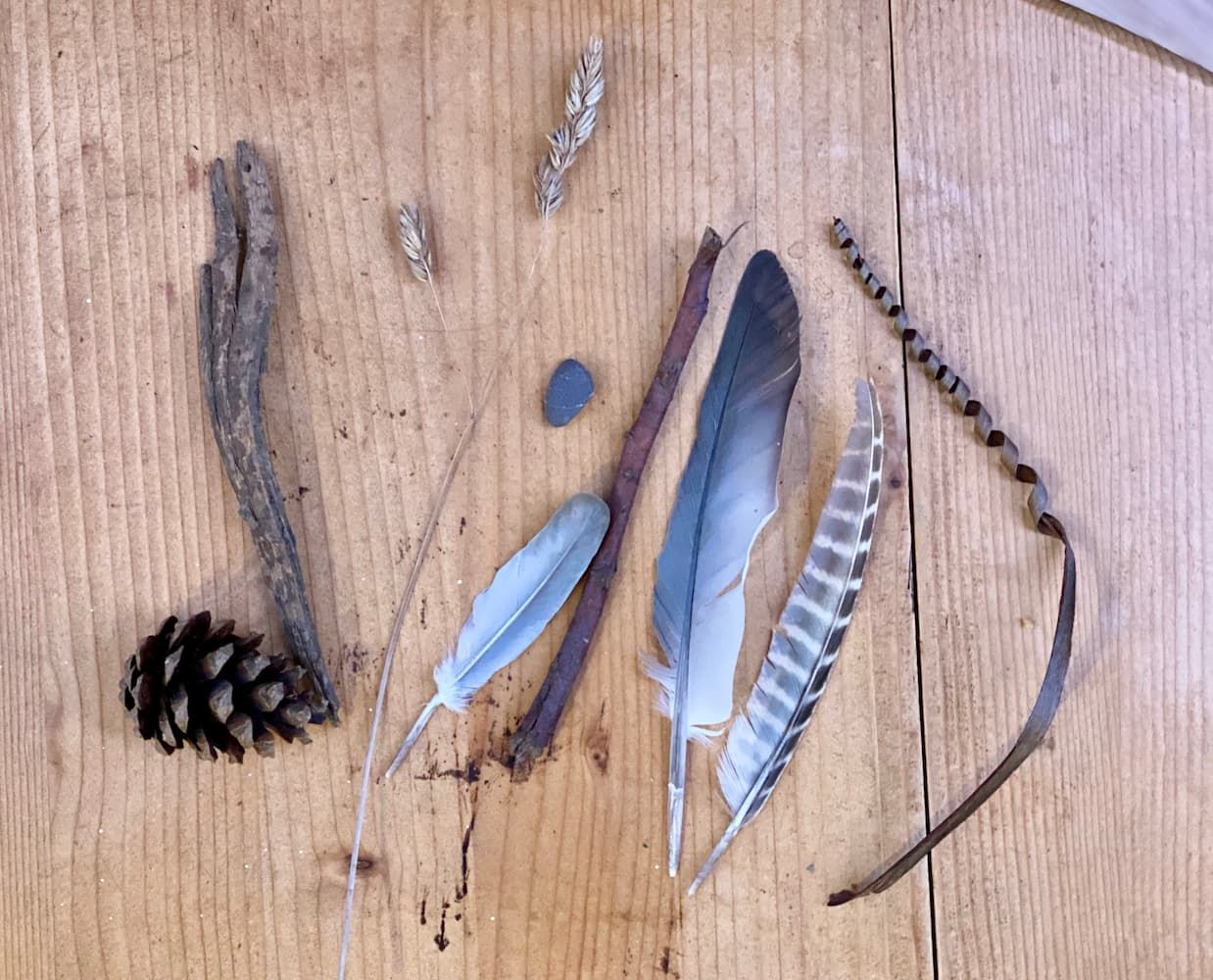Feathers, twigs and bark collected for an “invention”