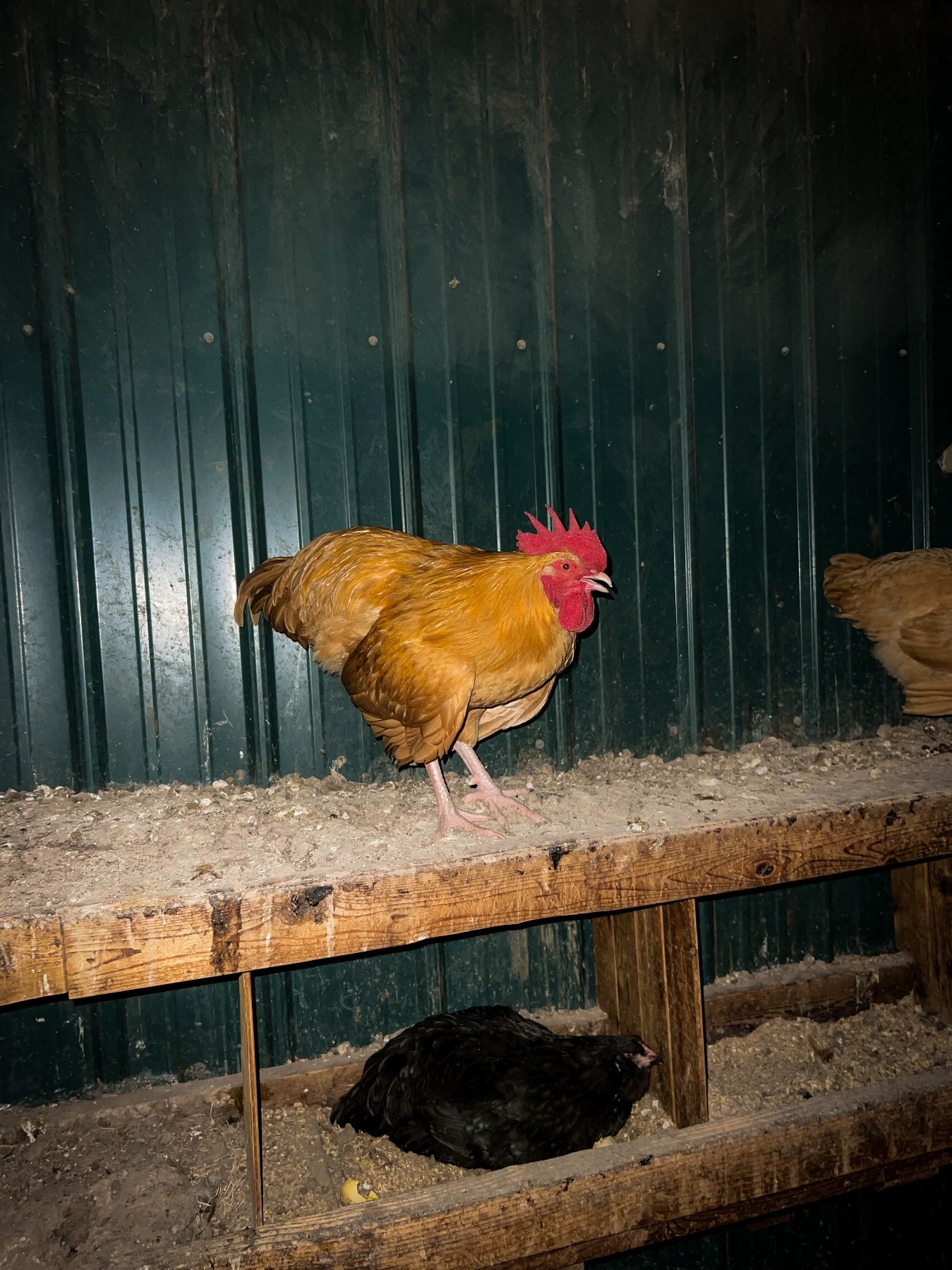 A chicken standing on a wooden bench Description automatically generated