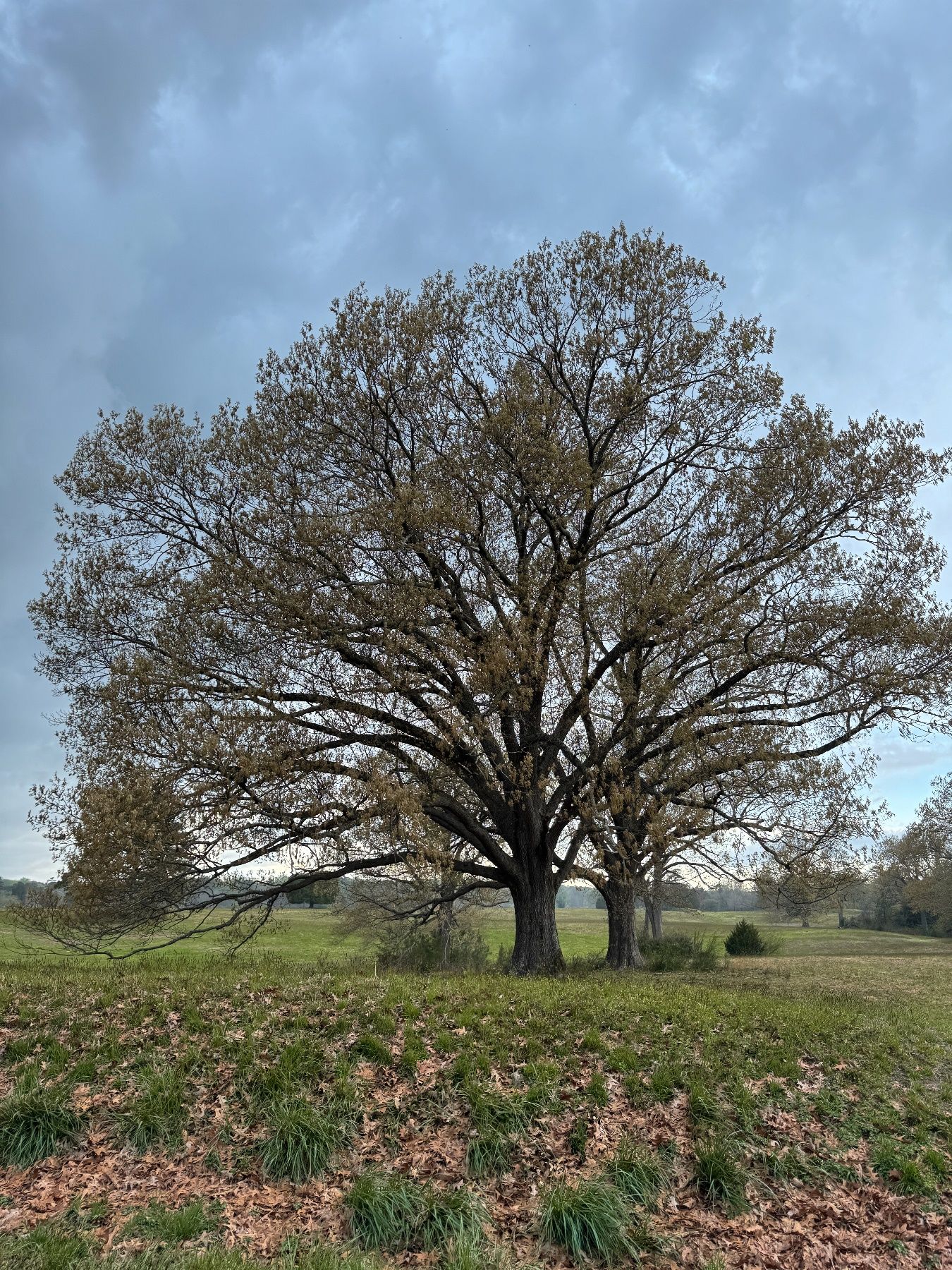 Un árbol en el campo Descripción generada automáticamente