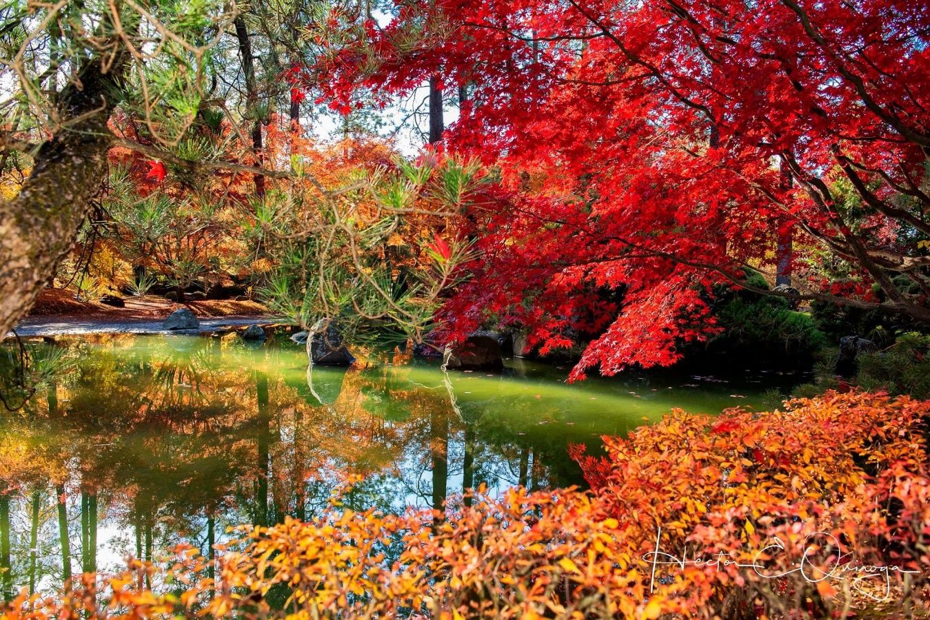A pond with red and orange leaves Description automatically generated