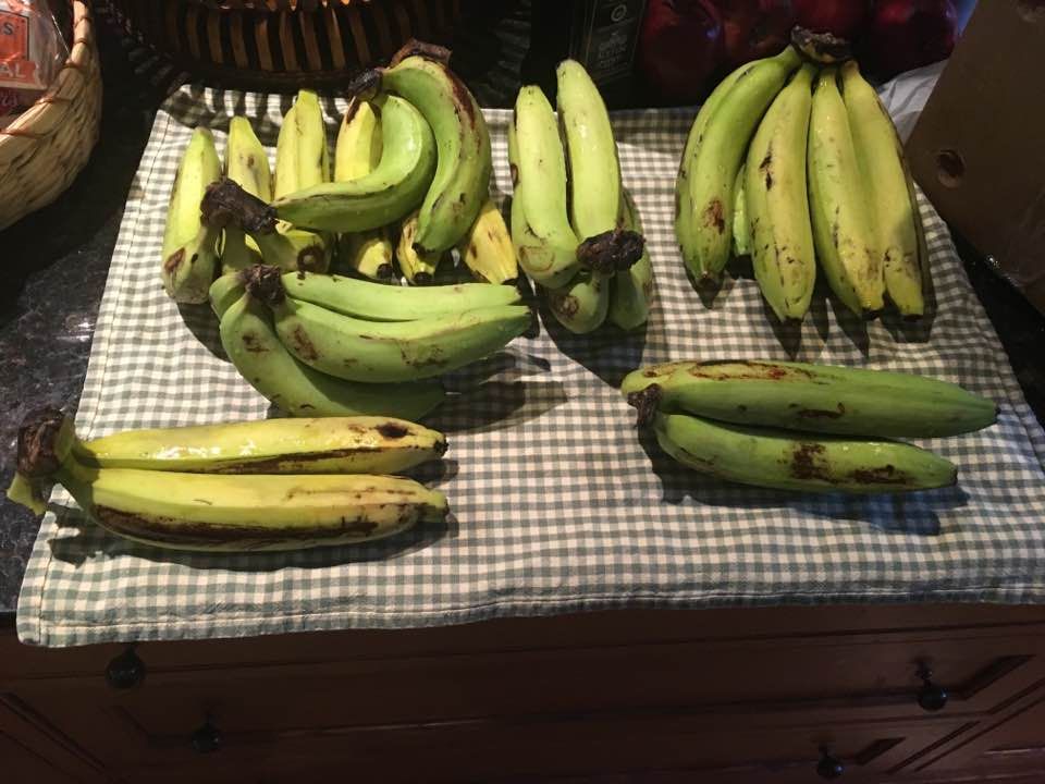 Gros Michel bananas in various stages of ripening on a counter