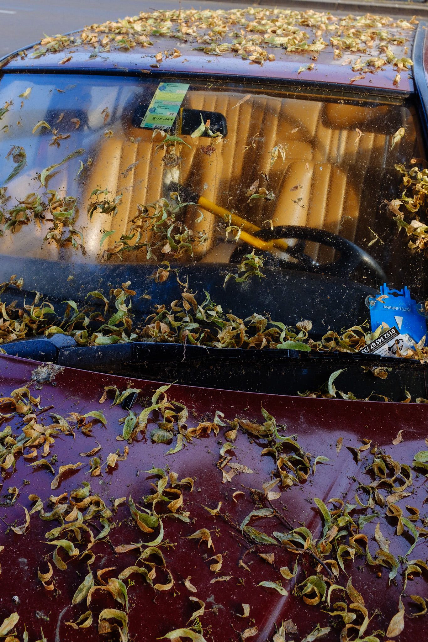 A vintage car, sticky windshield full of linden seeds, illuminated from the back.