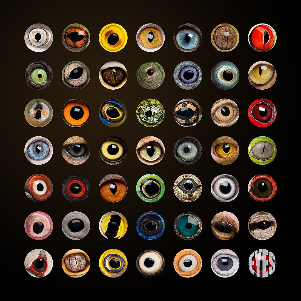 A 7x7 grid of the eyes of different land animals.