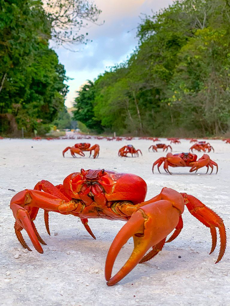 Some bright red crabs on a beach.