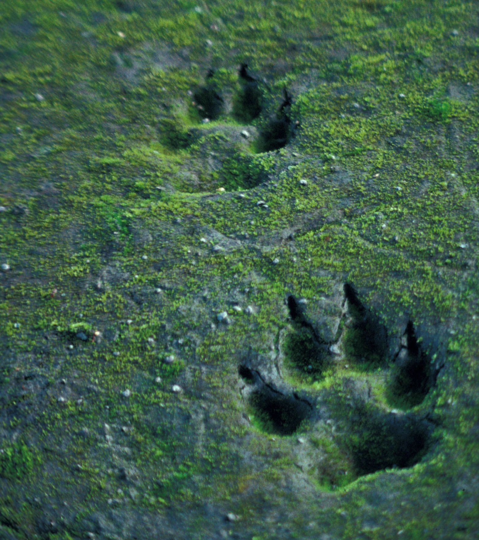 Close-up shot of two wolf tracks in some mossy mud.