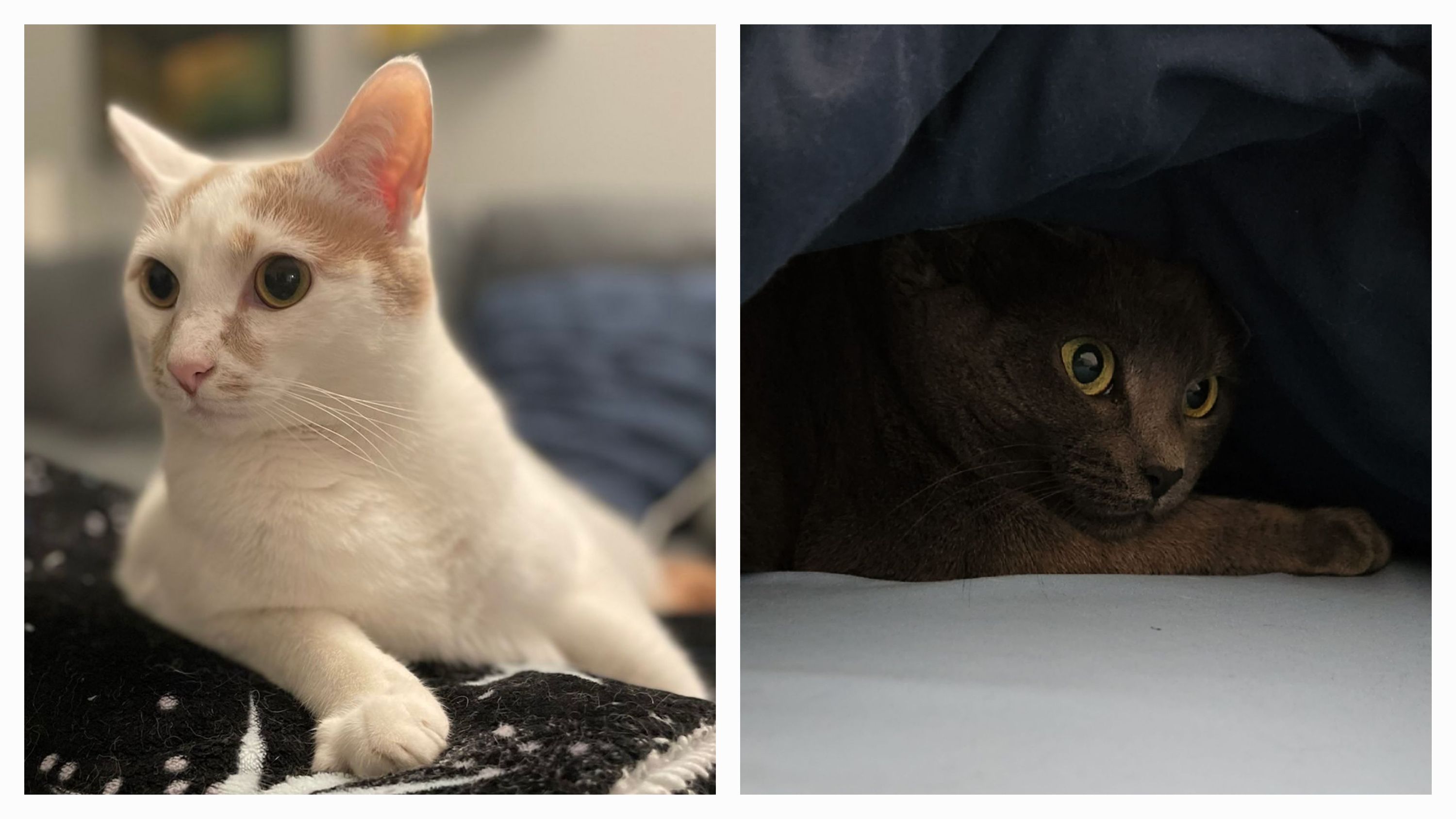 Two photos. On the left, a white cat with orange spots looks alert and slightly glowing in the light. On the right, a grey cat’s face peers out from under some covers.