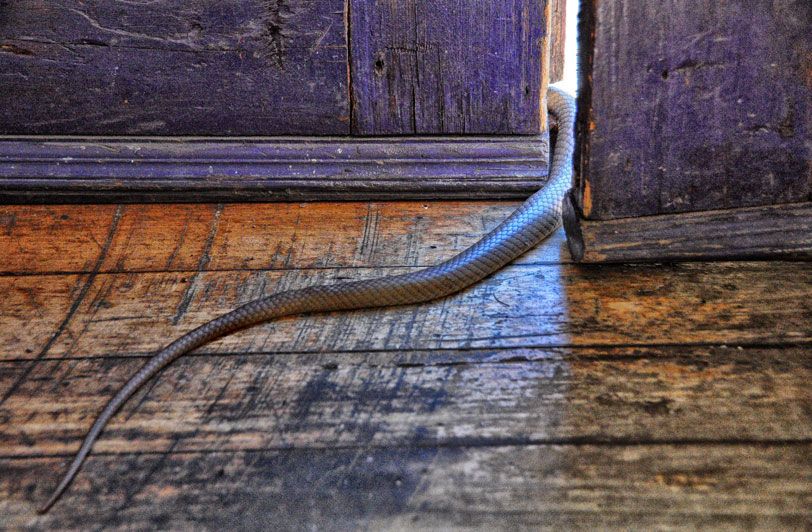 The tail end of a little snake slipping through a purple door ajar, all wood.