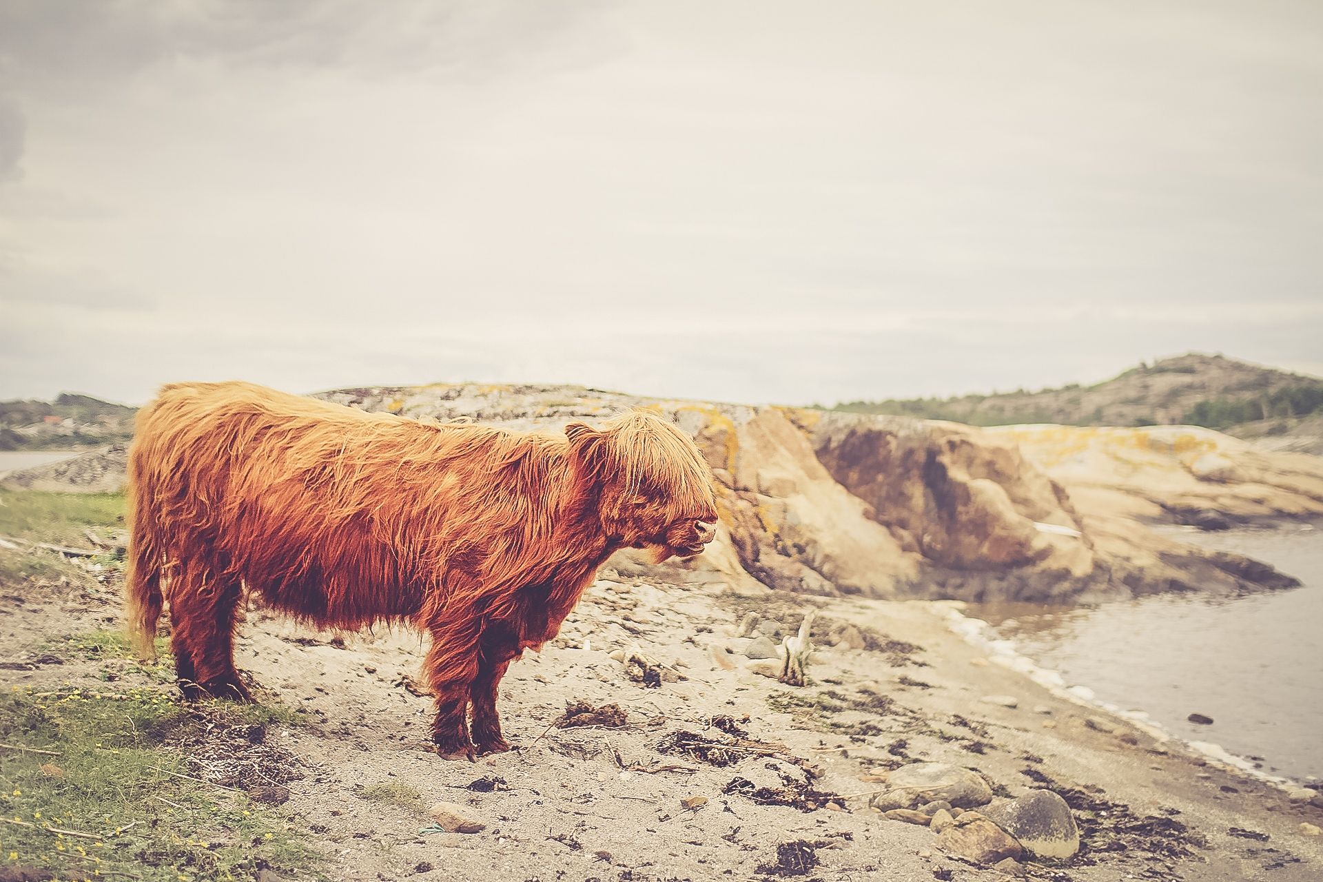 A highland cow gazes at the sea.