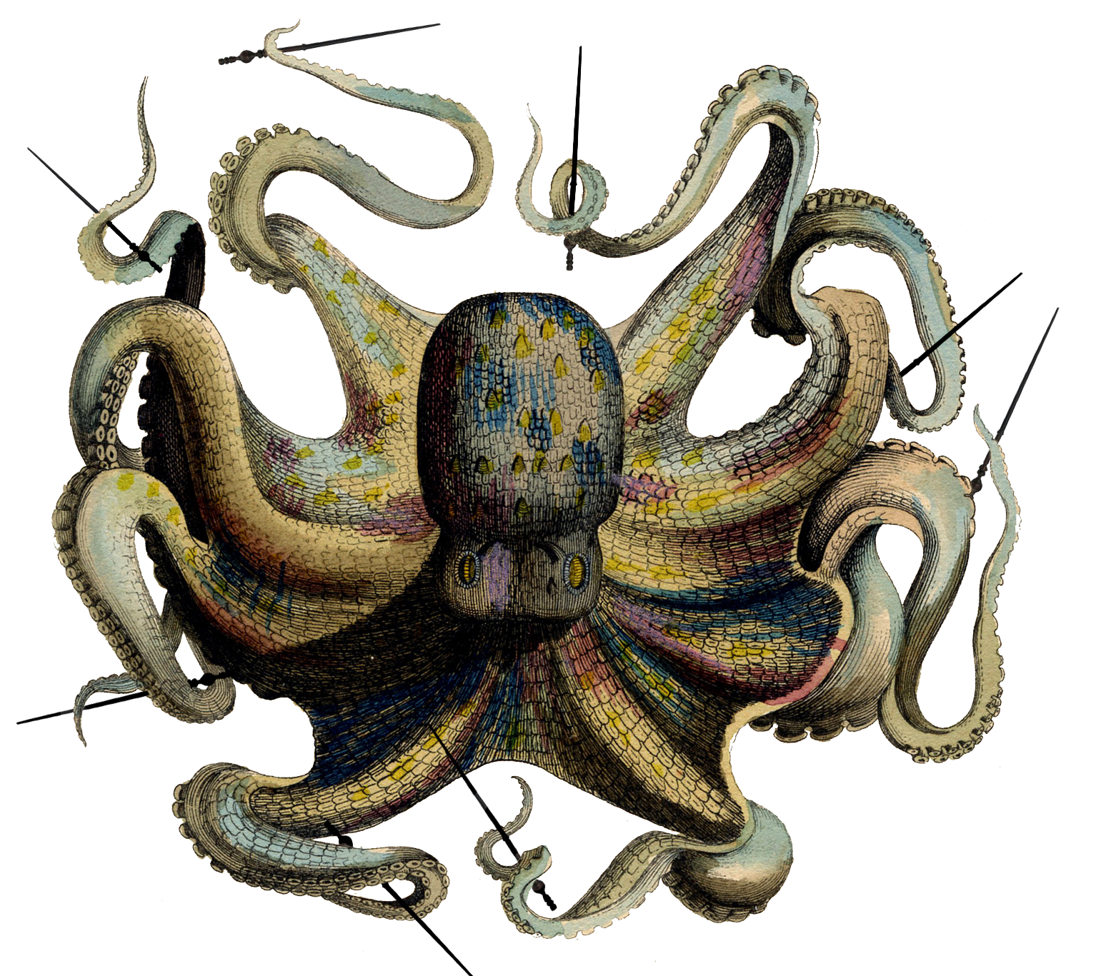 An old color engraving drawing of an octopus, with a thin black wand held in each tentacle.
