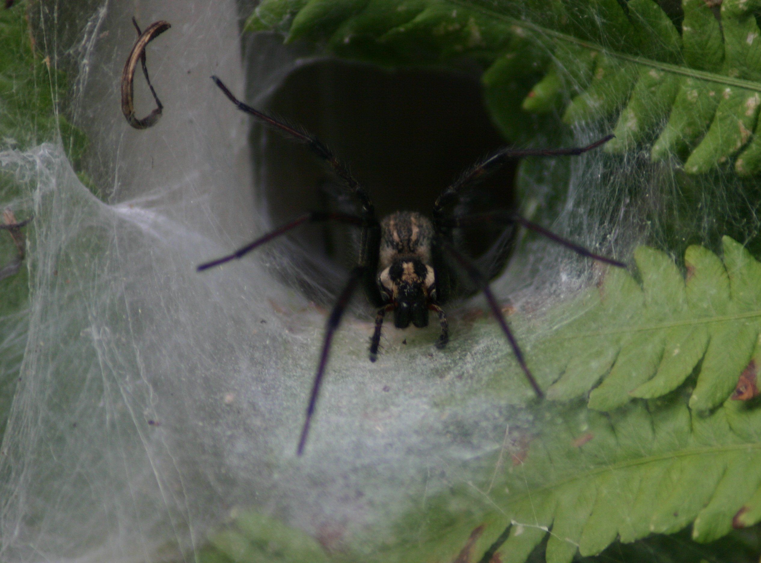 A funnel spider in its web.