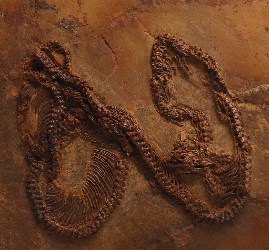 A fossil snake(?) skeleton.