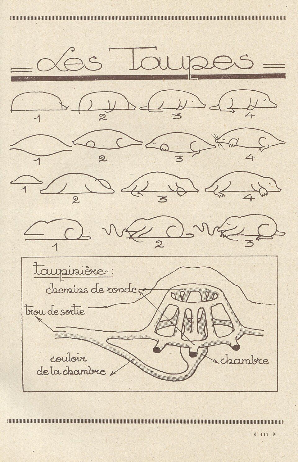 A how-to-draw page of moles in French, including a schematic molehill with tunnels.