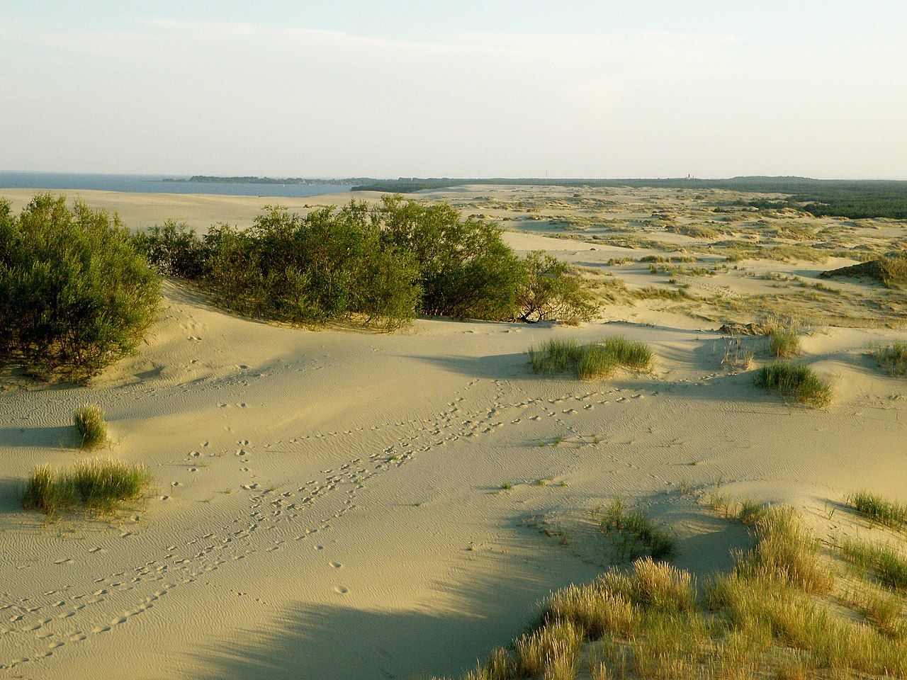 A wide shot of footprints crisscrossing some dunes.