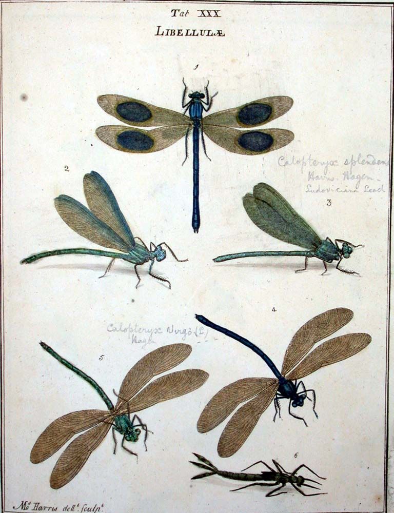 A colored engraving of six dragonflies in various life stages.