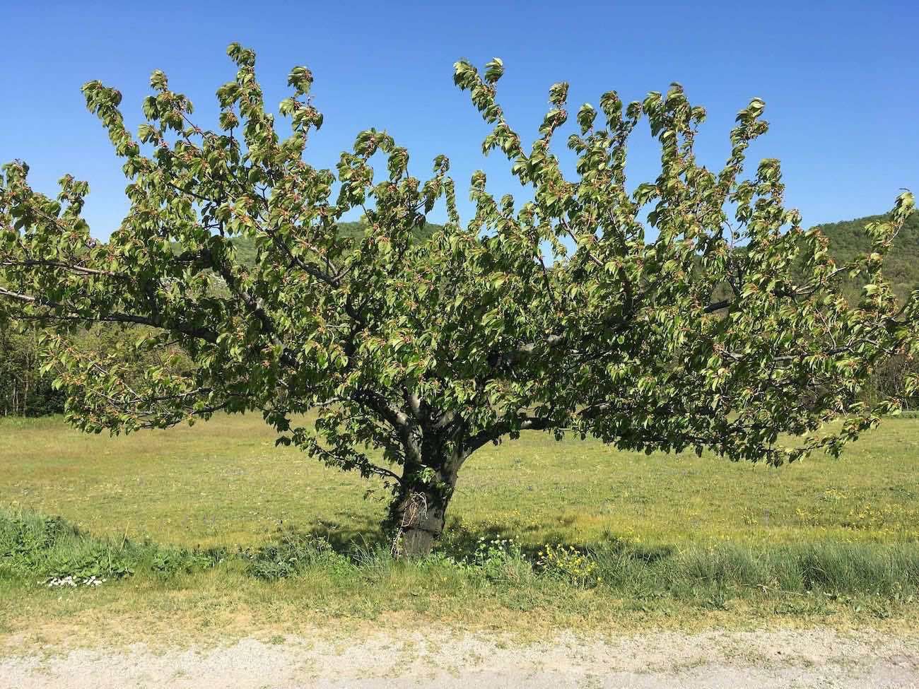 Cerisier sur le coteau de Loriol le 11 avril 2020