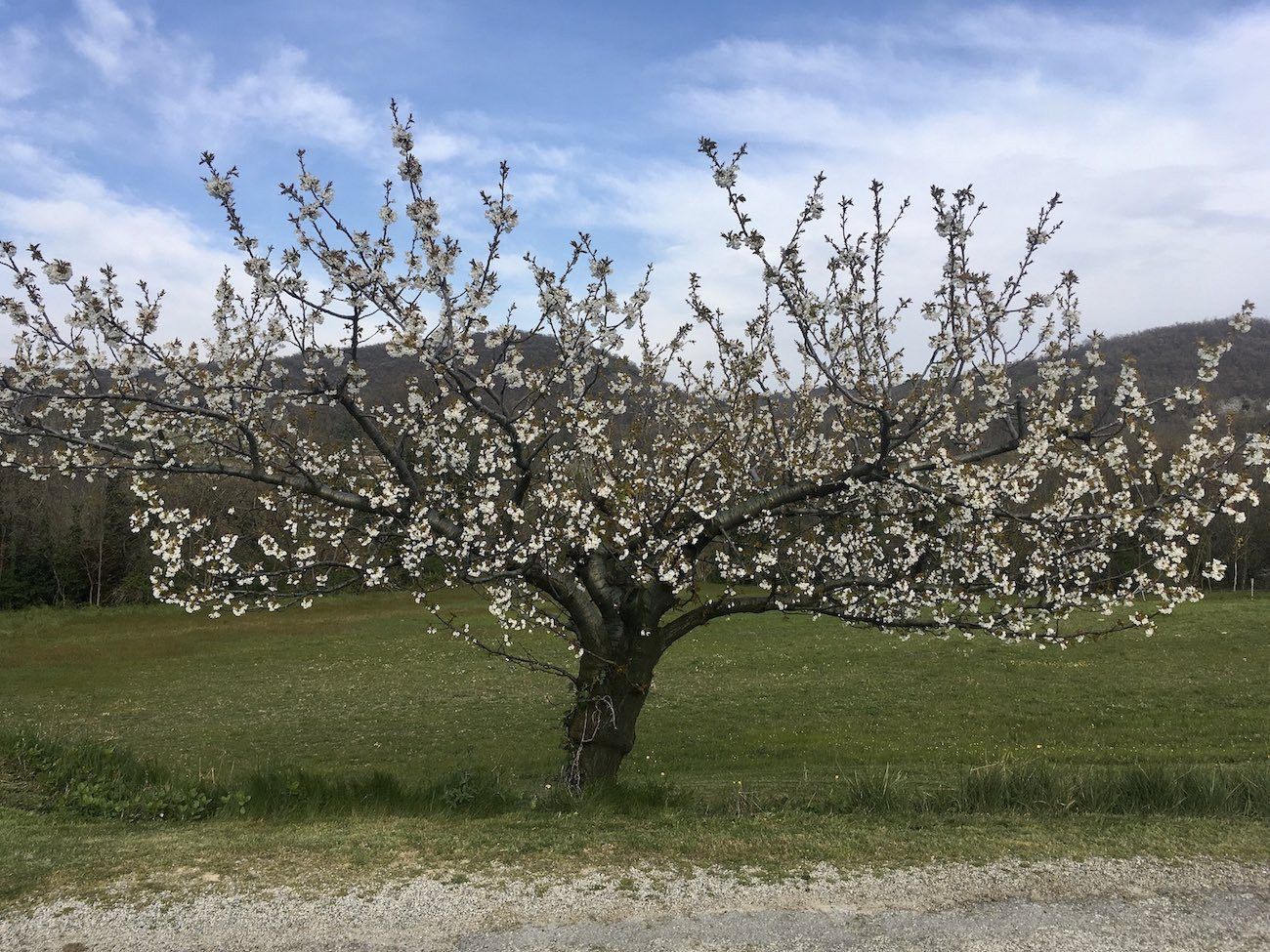 Cerisier sur le coteau de Loriol le 27 mars 2020