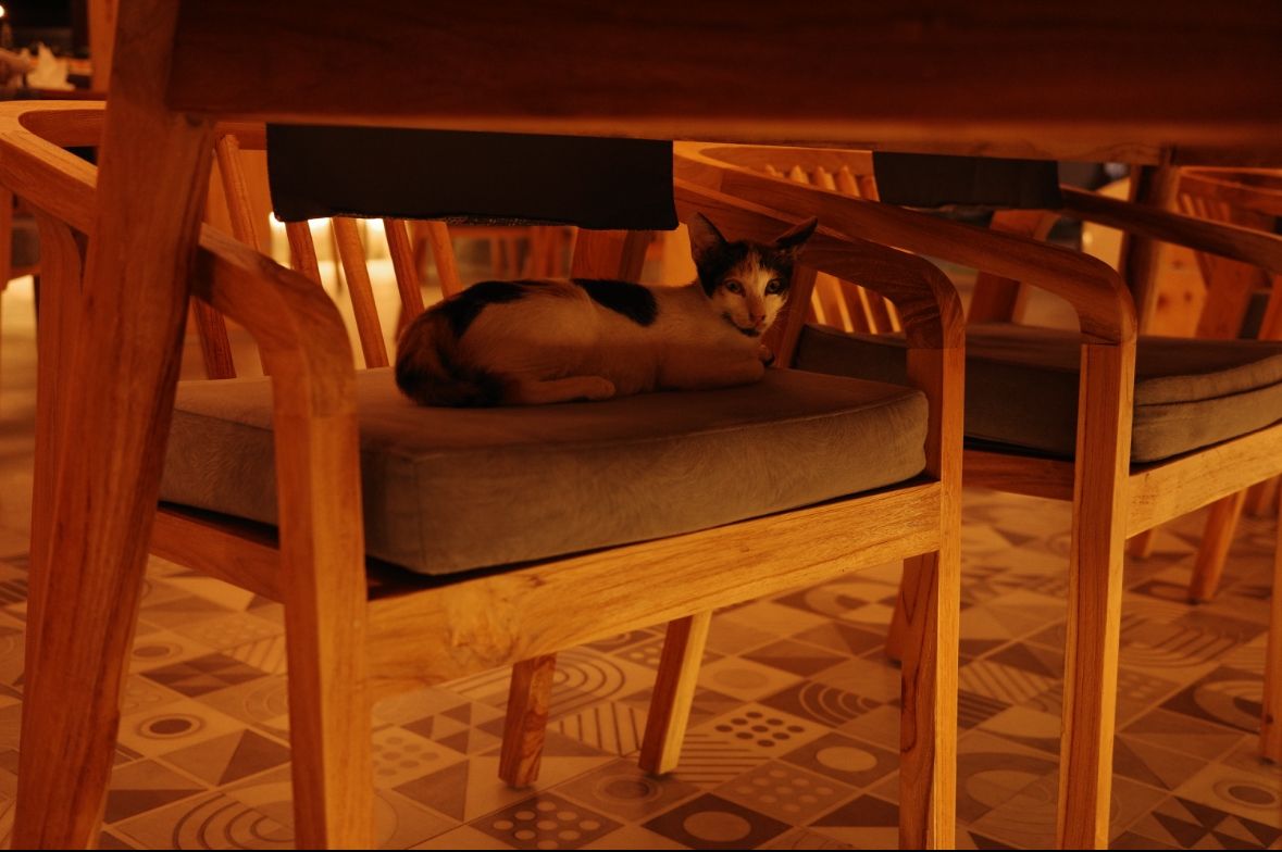 你好，小猫