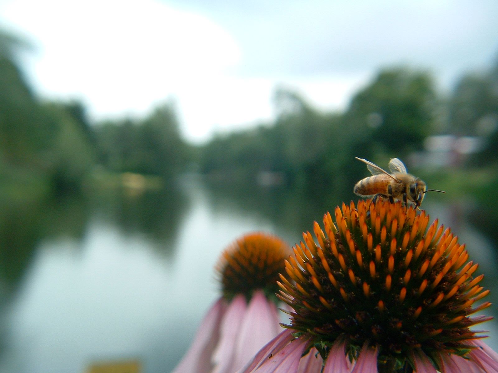Honeybee on coneflower
