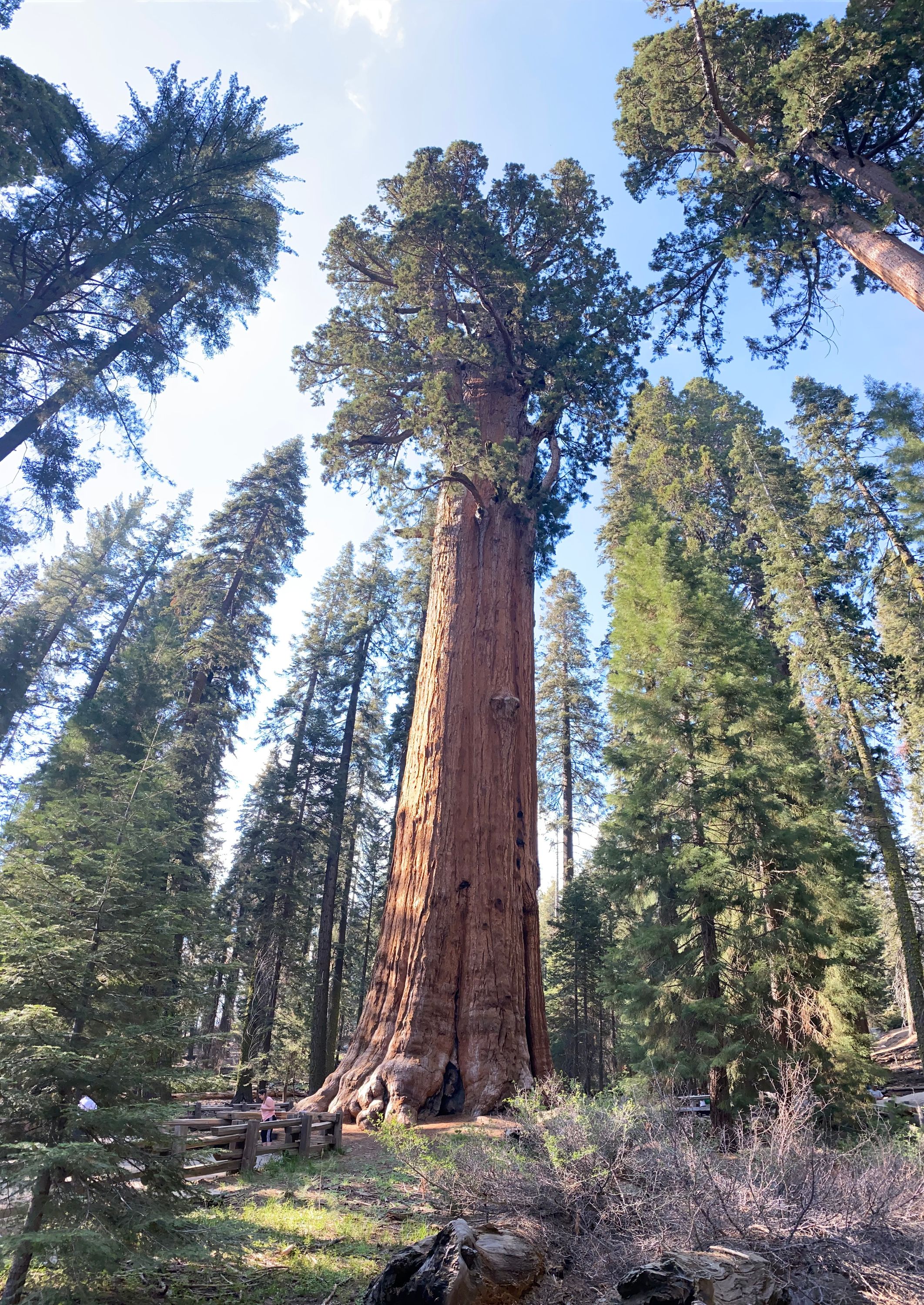 GeneralSherman