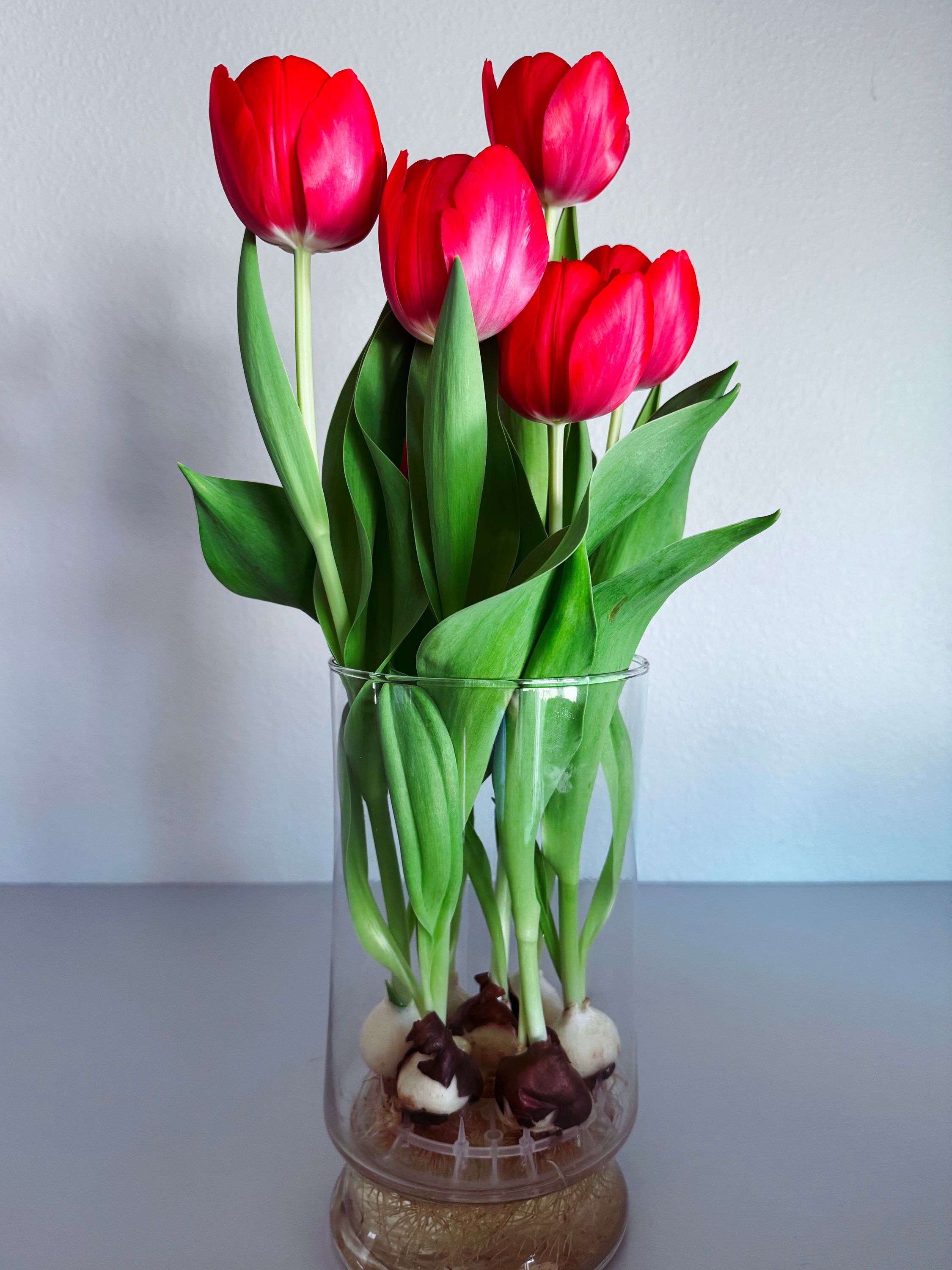 Tulips blooming.