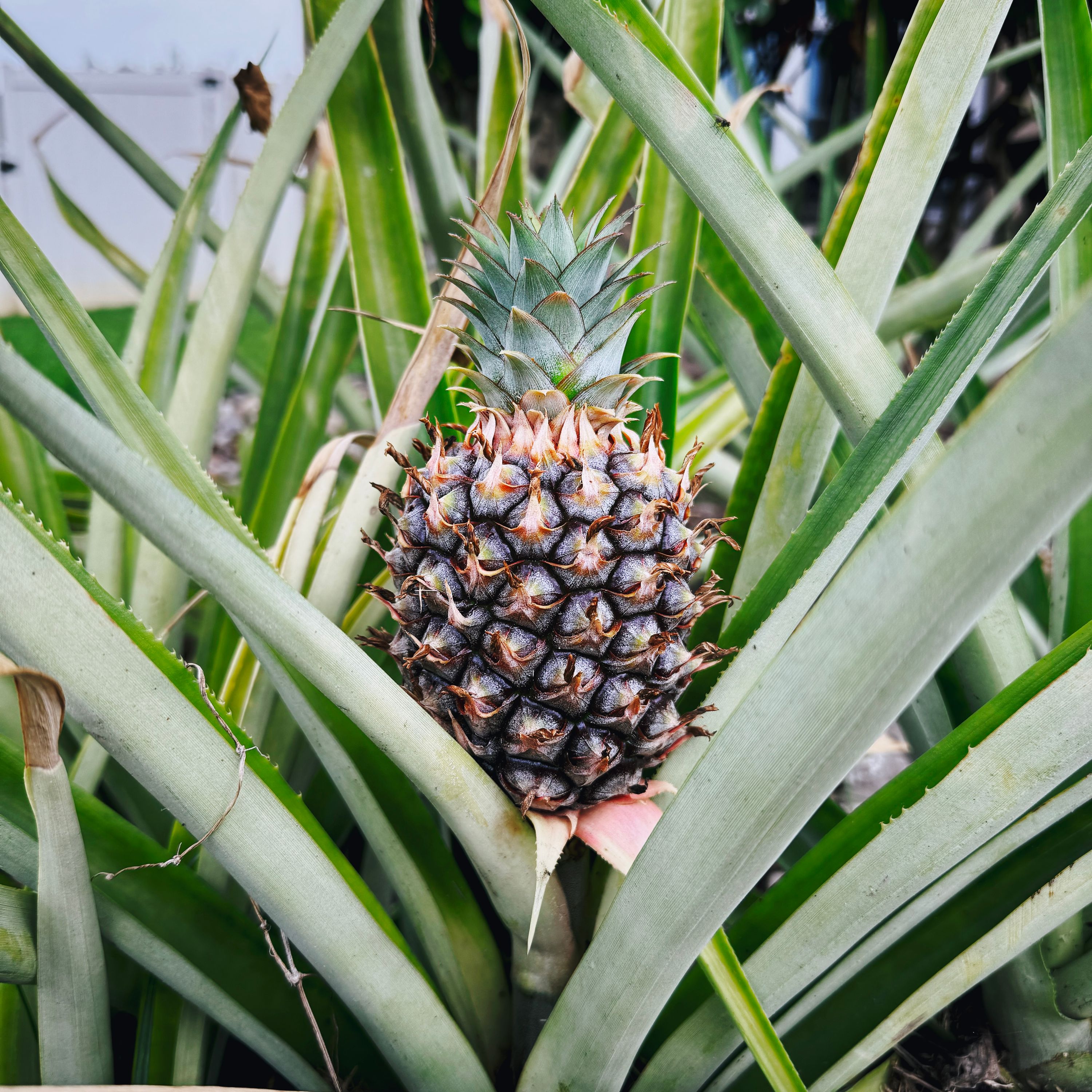 Pineapple (2024 edition)