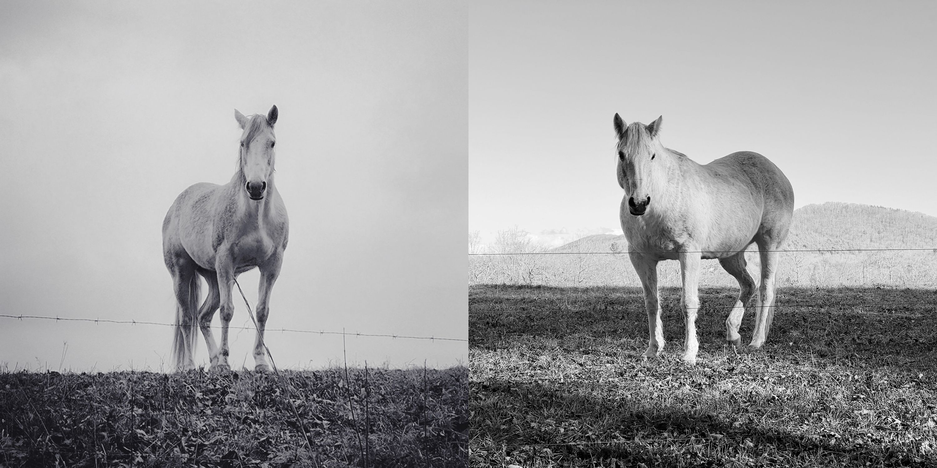Horse; seven years between photos