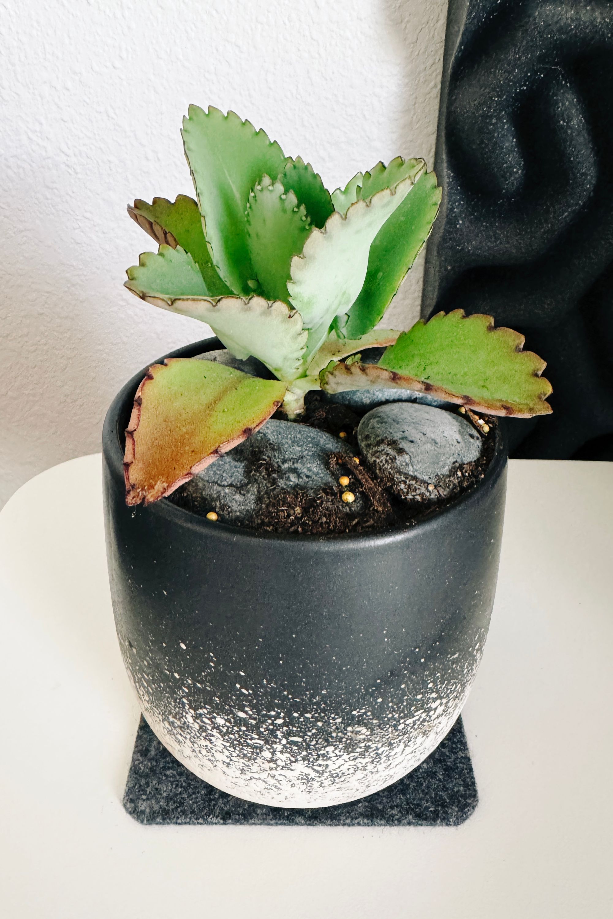 Desk plant in speckled pot.